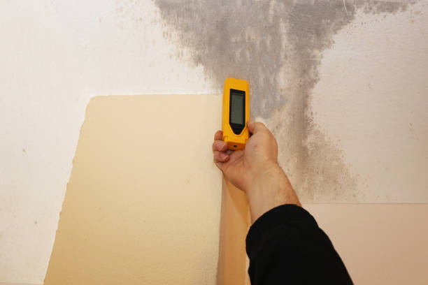 Best Mold Prevention Services  in Snead, AL