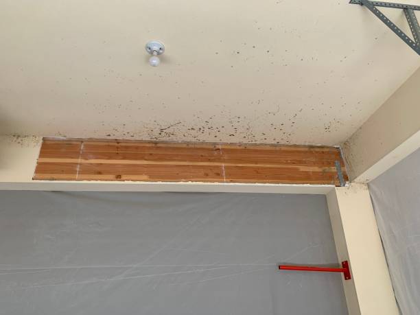 Best Industrial Mold Remediation  in Snead, AL