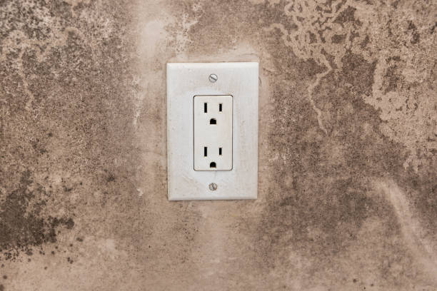 Best Mold Damage Restoration  in Snead, AL