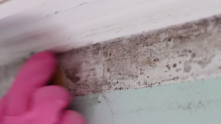 Best Biohazard Mold Removal  in Snead, AL